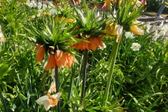 20190420_115031