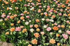 20190420_132722